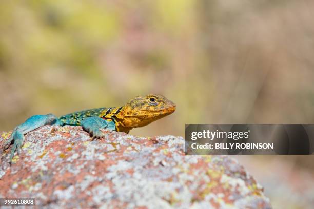 big lizard in oklahoma - lagarto de collar fotografías e imágenes de stock