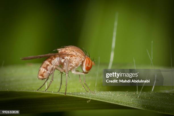 tiny fly - mahdi stock pictures, royalty-free photos & images