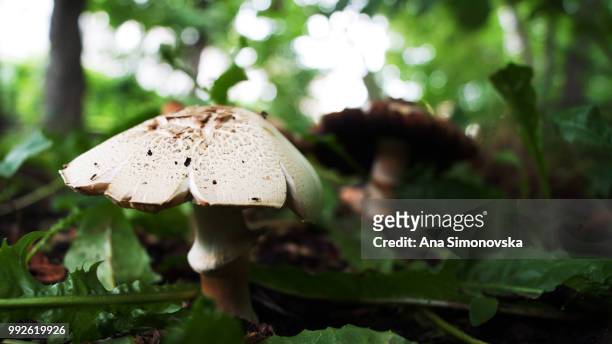mushrooms - ana silva stock pictures, royalty-free photos & images