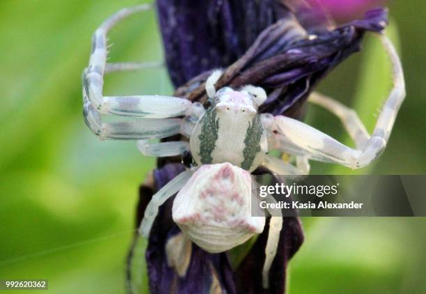 crab spider - spider crab stock pictures, royalty-free photos & images