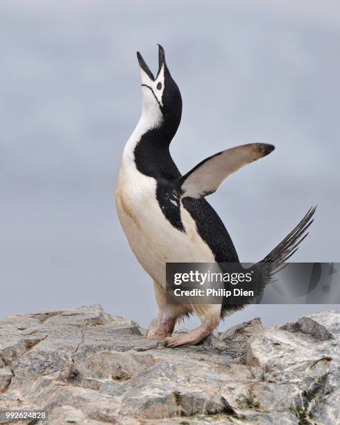 happy feet - happy feet stockfoto's en -beelden