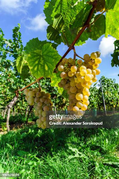 muscat grape bunch on the sun - alexander muscat stock pictures, royalty-free photos & images