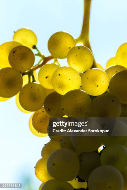 muscat grape bunch on the sun - alexander muscat stock pictures, royalty-free photos & images