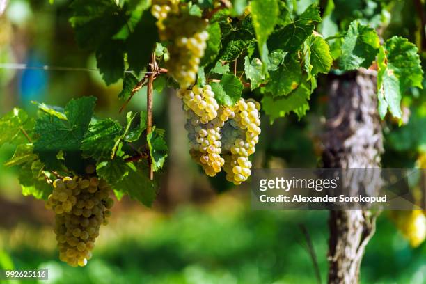 muscat grape bunch on the sun - alexander muscat stock pictures, royalty-free photos & images