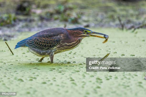 tadpole lunch - アメリカササゴイ ストックフォトと画像