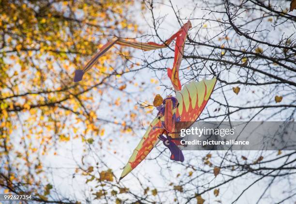 Dragon-shaped kite hangs in a tree in Frankfurt am Main, Germany, 16 October 2017. Photo: Frank Rumpenhorst/dpa