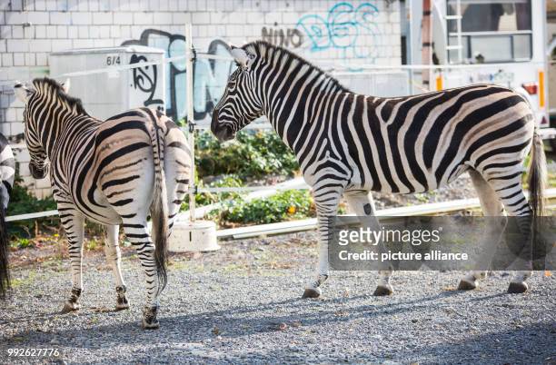 Zebras in a cage in the Krone Circus in Stuttgart, Germany, 26 October 2017. Photo: Christoph Schmidt/dpa