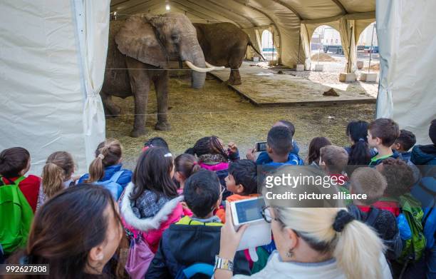 Children from different classes meet animals in the Krone Circus in Stuttgart, Germany, 26 October 2017. Photo: Christoph Schmidt/dpa