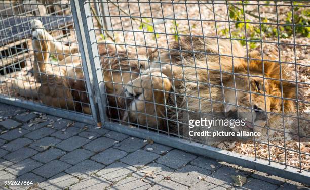Lion in a cage in the Krone Circus in Stuttgart, Germany, 26 October 2017. Photo: Christoph Schmidt/dpa