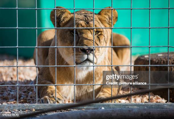 Lion in a cage in the Krone Circus in Stuttgart, Germany, 26 October 2017. Photo: Christoph Schmidt/dpa