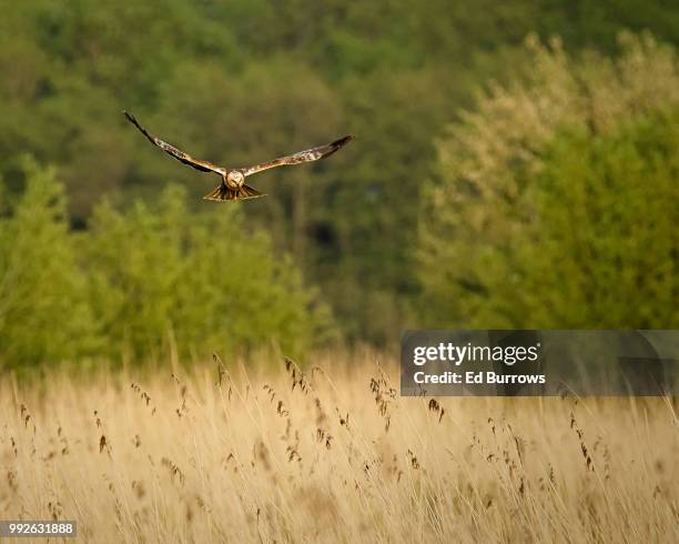 marsh harrier over waltons - the waltons bildbanksfoton och bilder