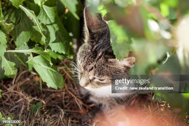 top view of tabby cat framed with out of focus green dahlia foliage - tabby stock pictures, royalty-free photos & images