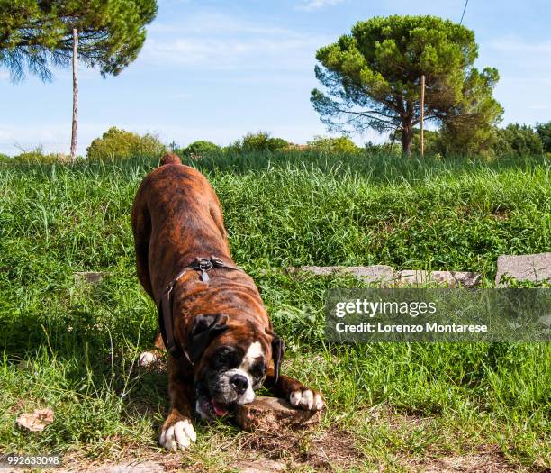 big dogs big toys - brindle stock pictures, royalty-free photos & images