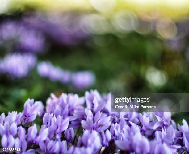 cyclamen in cathedral close - mike parsons stock pictures, royalty-free photos & images