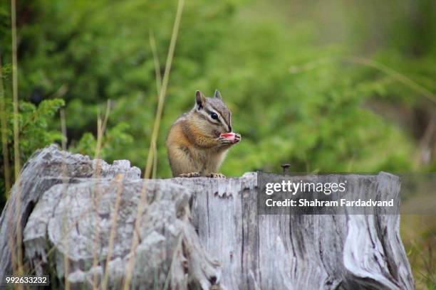 the red squirrel - feldmaus stock-fotos und bilder