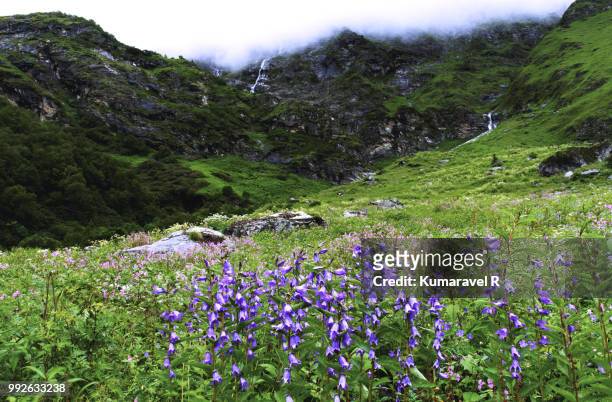 valley of flowers - valley of flowers stock pictures, royalty-free photos & images