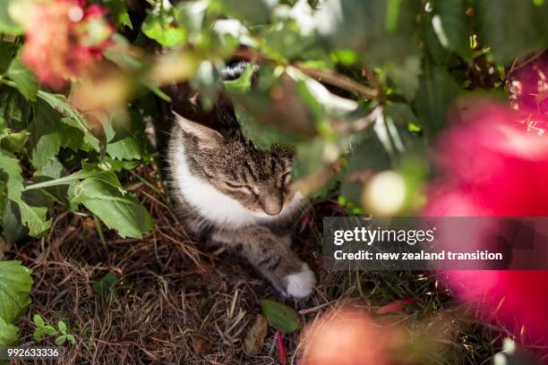 top view of tabby cat framed with out of focus pink dahlia - tabby stock pictures, royalty-free photos & images