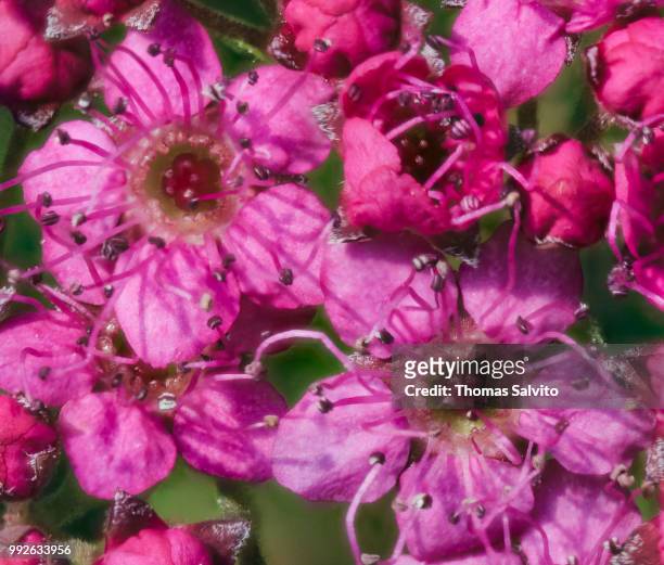 spirea flowers - spirea stock pictures, royalty-free photos & images