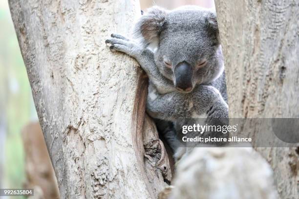 July 2018, Germany, Leipzig: Koala Oobi-Ooobi sitting at the Leipzig Zoo. Two years after Oobi-Ooobi, a new conspecific from the Zoopark Beauval...