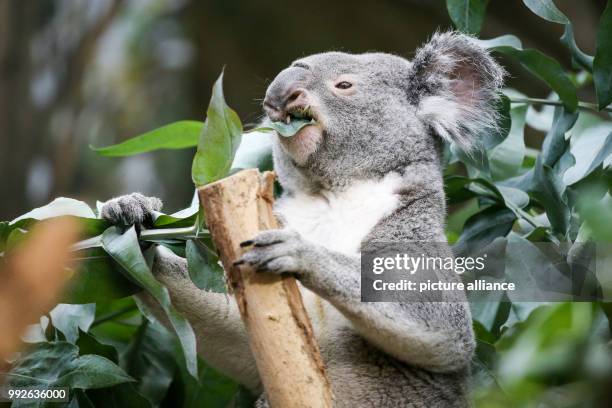 July 2018, Germany, Leipzig: Koala Oobi-Ooobi eating at the Leipzig Zoo. Two years after Oobi-Ooobi, a new conspecific from the Zoopark Beauval moved...