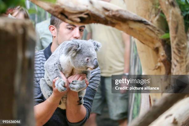 July 2018, Germany, Leipzig: The French animal keeper Tom Collins brings Tinaroo the koala to its new home at Leipzig Zoo. Two years after...
