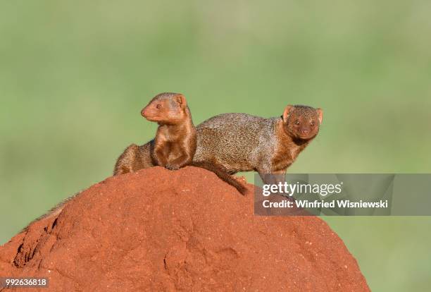 dwarf mongoos on a termite mound - kenia 個照片及圖片檔