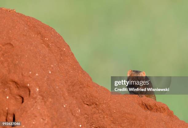 dwarf mongoos on a termite mound - dwarf mongoose stock pictures, royalty-free photos & images