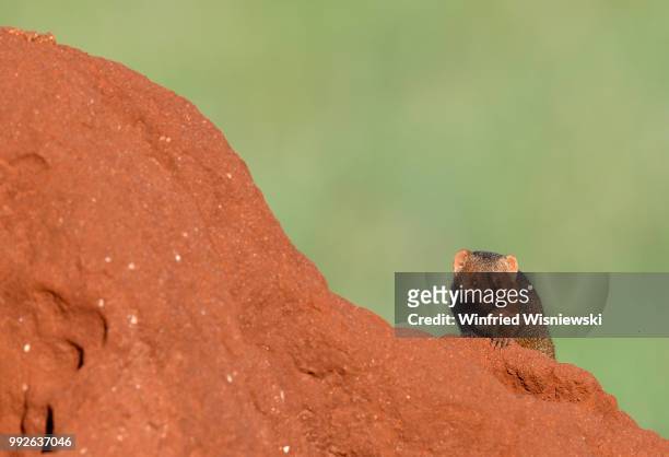 dwarf mongoos on a termite mound - kenia 個照片及圖片檔