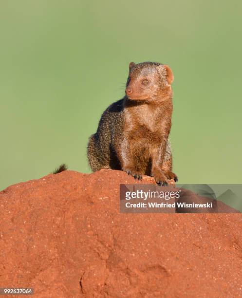 dwarf mongoos on a termite mound - säugetier fotografías e imágenes de stock