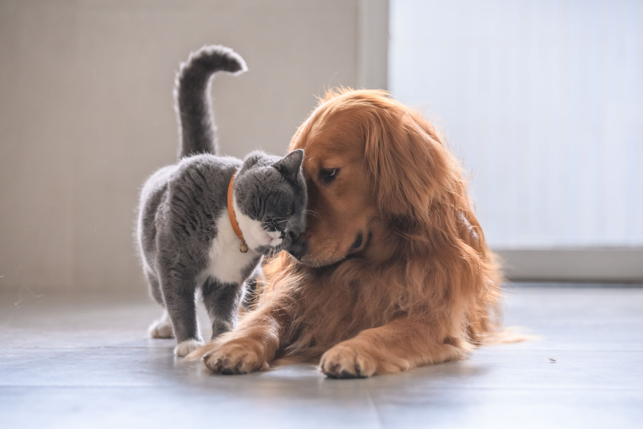 cat family