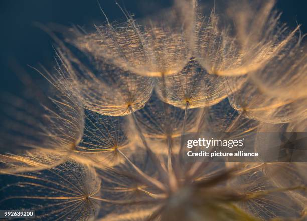 July, Germany, Sieversdorf: Seeds of a meadow salsify glowing in the warm light of the low standing evening sun by the edge of a field. Photo:...