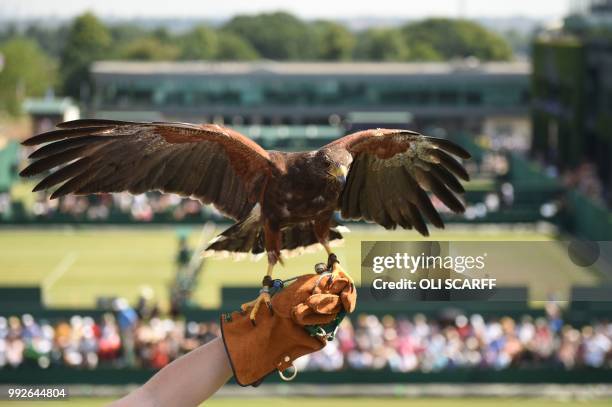 Rufus the Harris hawk is held by handler Imogen Davies as she is interviewed by the media at The All England Lawn Tennis Club in Wimbledon, southwest...