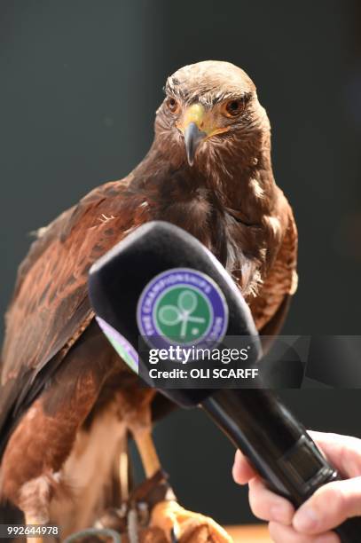 Rufus the Harris hawk is held by handler Imogen Davies as she is interviewed by the media at The All England Lawn Tennis Club in Wimbledon, southwest...