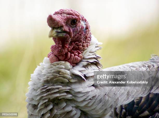pride and prejudice - ugly turkey stock pictures, royalty-free photos & images