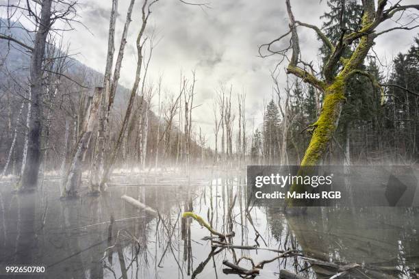 mystic foggy swamp with dead trees - rgb stock pictures, royalty-free photos & images