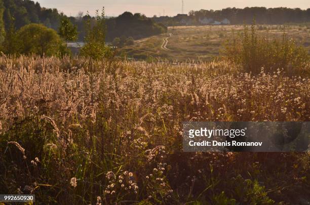 fields of gold - romanov stock pictures, royalty-free photos & images