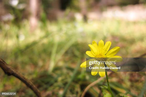 yellow flower - habib stock pictures, royalty-free photos & images