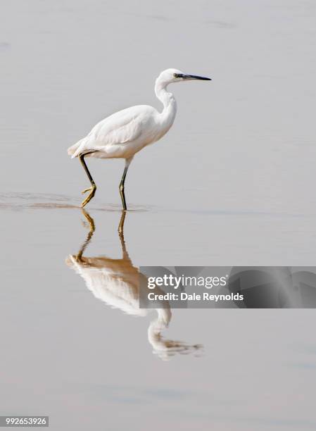 little egret - egretta garzetta - little egret (egretta garzetta) stock pictures, royalty-free photos & images