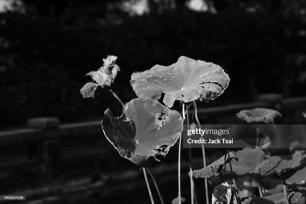Lotus Leaf