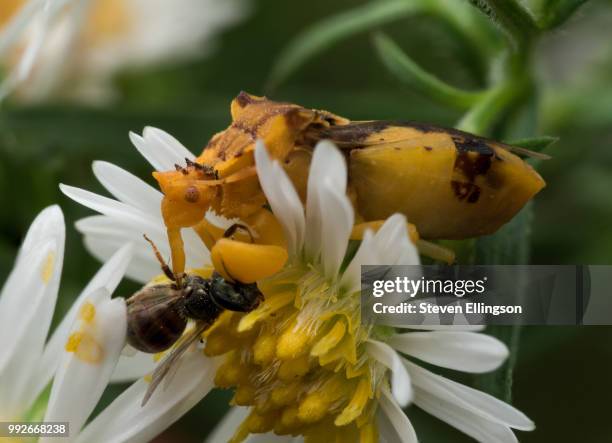 Chinese Aster Insect 1,532 White Aster Stock Photos, High-Res Pictures, and Images - Getty ...