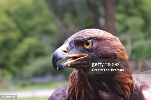 eagle named adonis - tobi stock-fotos und bilder