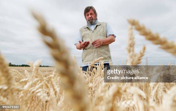 July 2018, Germany, Arzberg: Farmer Geert Brandtner standing on one of his wheat fields in North Saxony and looking at an ear of wheat. The Saxon...