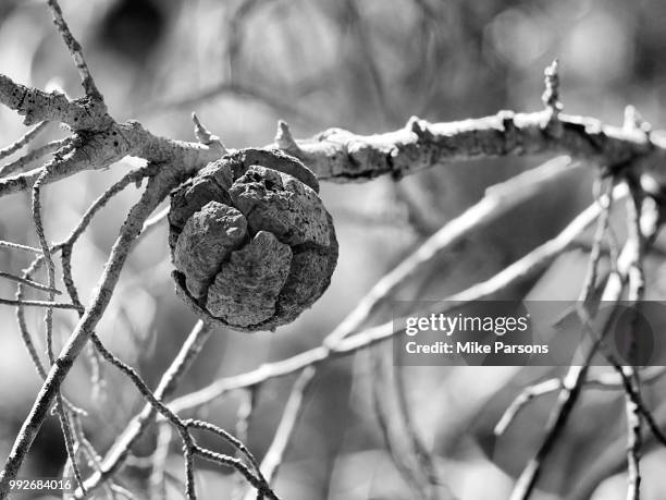 cracked seed - mike parsons stock pictures, royalty-free photos & images