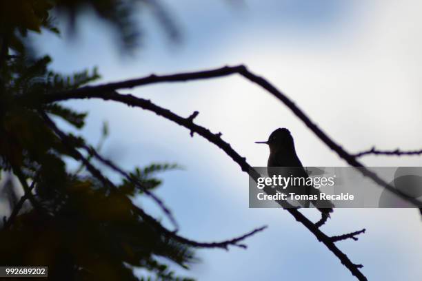 humming bird - humming stock pictures, royalty-free photos & images