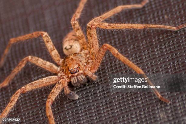 huntsman spider - huntsman spider stockfoto's en -beelden