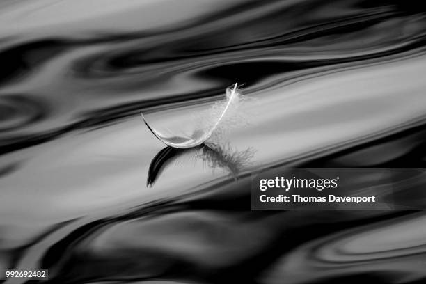 feather light - davenport stock pictures, royalty-free photos & images