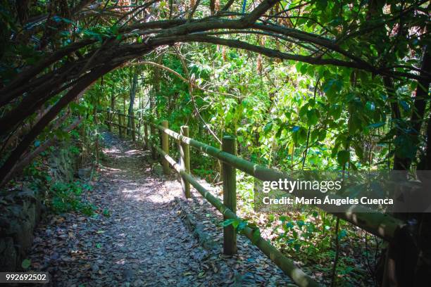 bosque de laurisilva - bosque stock pictures, royalty-free photos & images