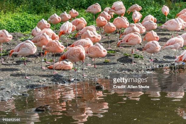 hiding - roter flamingo stock-fotos und bilder