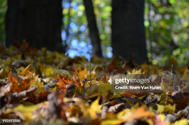 autumn spirit - halten stock pictures, royalty-free photos & images