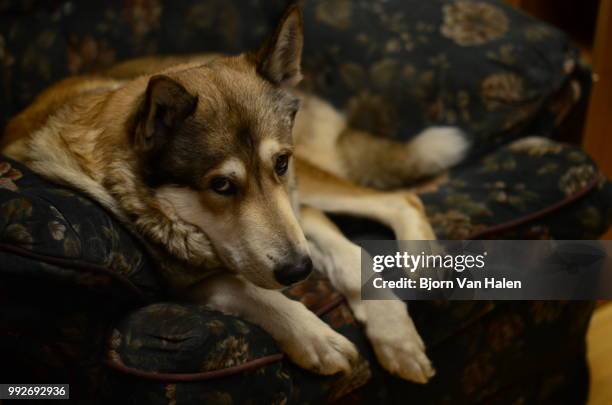 the wolf in retirement - halten stock pictures, royalty-free photos & images
